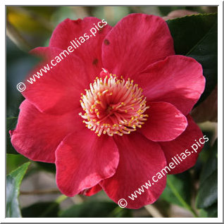 Camellia Japonica 'Fascination '