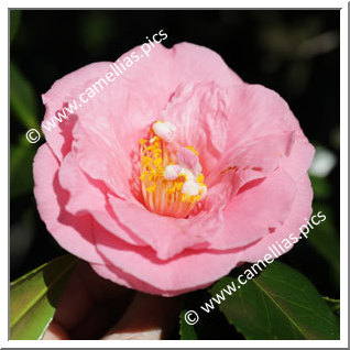 Camellia Japonica 'Fashionata'