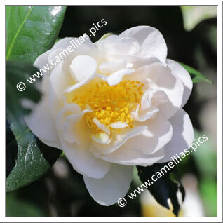 Camellia Japonica 'Fawn'