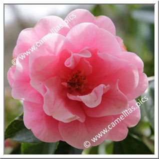 Camellia Reticulata 'Fée de l'Aulne '
