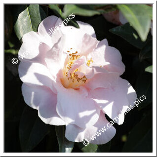 Camellia Hybride C.x williamsii 'Felice Harris'