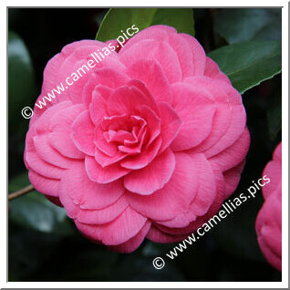 Camellia Japonica 'Festiva'