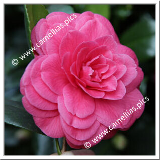 Camellia Japonica 'Festiva'