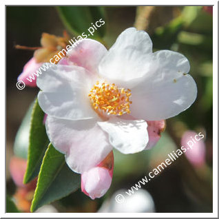 Camellia Hybrid 'Festival of Lights'