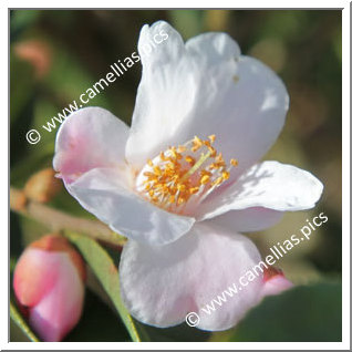 Camellia Hybrid 'Festival of Lights'