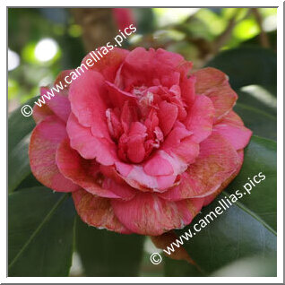 Camellia Japonica 'Fiammetta Bianchi '