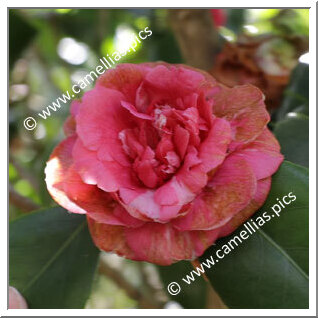 Camellia Japonica 'Fiammetta Bianchi '
