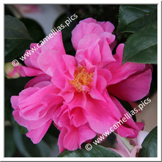 Camellia Hybrid C.reticulata  'Fiesta Grande'