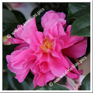 Camellia Hybride C.reticulata 'Fiesta Grande'