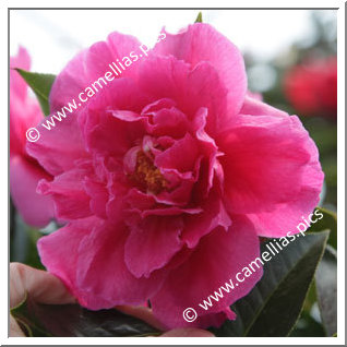 Camellia Hybrid C.reticulata  'Fiesta Grande'