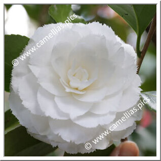 Camellia Japonica 'Fimbriata'