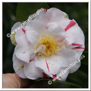 Camellia Japonica 'Finlandia Variegated '