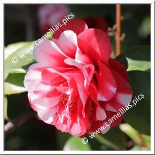 Camellia Japonica 'Fir Cone Variegated'