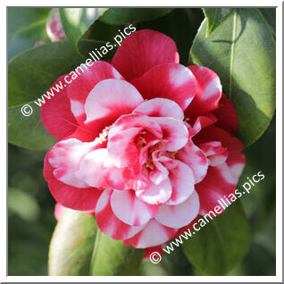 Camellia Japonica 'Fir Cone Variegated'