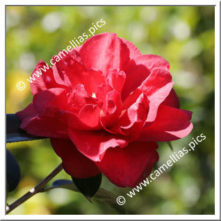 Camellia Hybrid 'Fire Chief '