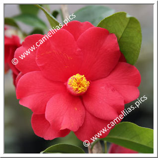 Camellia Japonica 'Fire Dance'