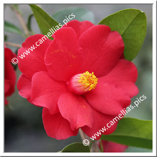 Camellia Japonica 'Fire Dance'