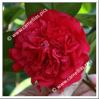 Camellia Japonica 'Fire Falls'