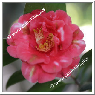 Camellia Japonica 'Firebrand'