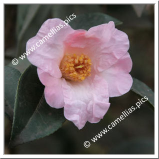 Camellia Hybrid 'First Flush'