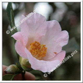 Camellia Hybrid 'First Flush'