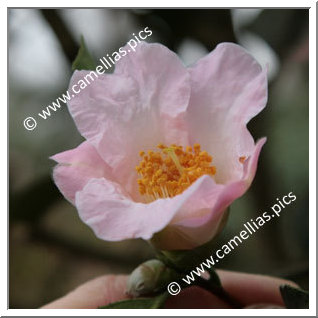 Camellia Hybrid 'First Flush'