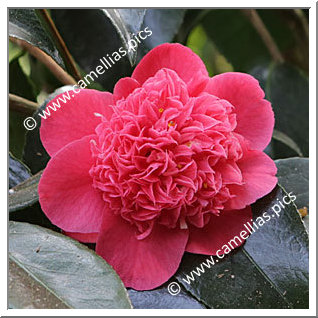 Camellia Japonica 'Fischer's Jubiläums Rubin'