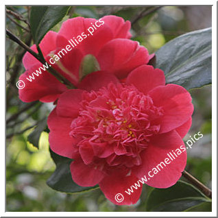 Camellia Japonica 'Fischer's Jubiläums Rubin'