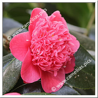 Camellia Japonica 'Fischer's Jubiläums Rubin'