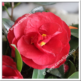 Camellia Japonica 'Flame'