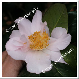 Camellia Japonica 'Flamingo'