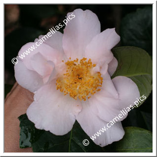 Camellia Japonica 'Flamingo'