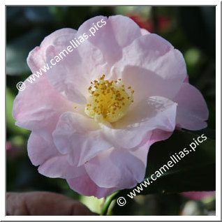 Camellia Japonica 'Oost-Wlaamse Heerlijkheid'