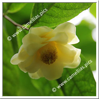 Camellia Species 'C. flava'