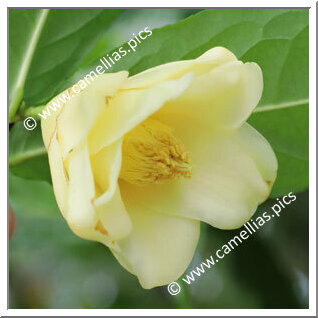 Camellia Species C. flava