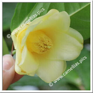Camellia Species C. flava