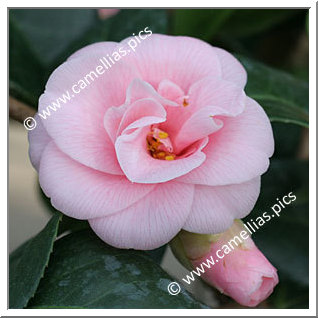 Camellia Japonica 'Fleur Dipater'