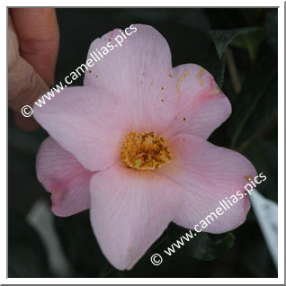 Camellia Hybrid C.x williamsii 'Flirtation'