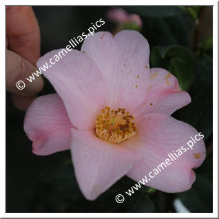 Camellia Hybrid C.x williamsii 'Flirtation'