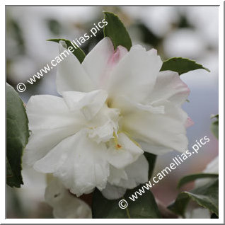 Camellia Sasanqua 'F.L.M. 10'