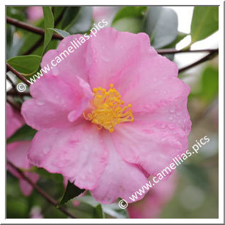 Camellia Sasanqua 'F.L.M. 8'