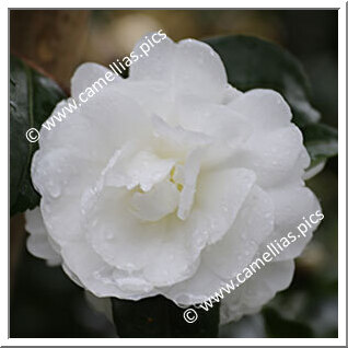 Camellia Sasanqua 'F.L.M. Bianco Natale'