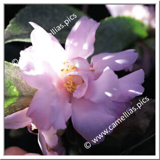 Camellia Sasanqua 'F.L.M. Opale'