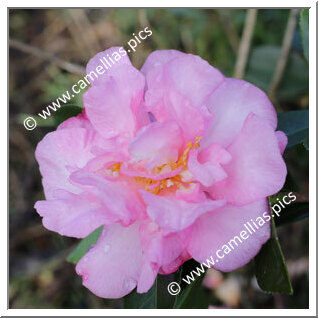 Camellia Sasanqua 'F.L.M Marta Piffaretti'