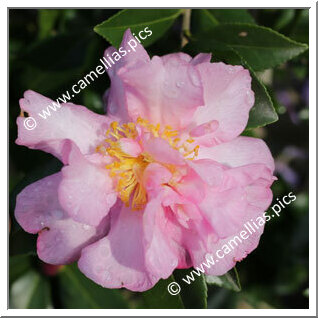 Camellia Sasanqua 'F.L.M Marta Piffaretti'