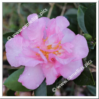 Camellia Sasanqua 'F.L.M Marta Piffaretti'