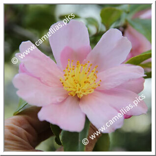 Camellia Sasanqua 'F.L.M. Venus '