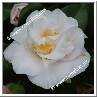 Camellia Japonica 'Floradora Girl'