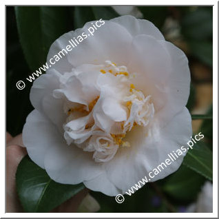 Camellia Japonica 'Floradora Girl'