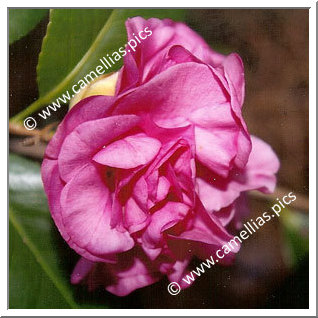 Camellia Japonica 'Florence's Debutante'
